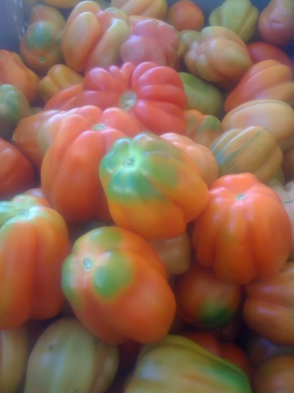 Be Wise Ranch heirloom tomatoes