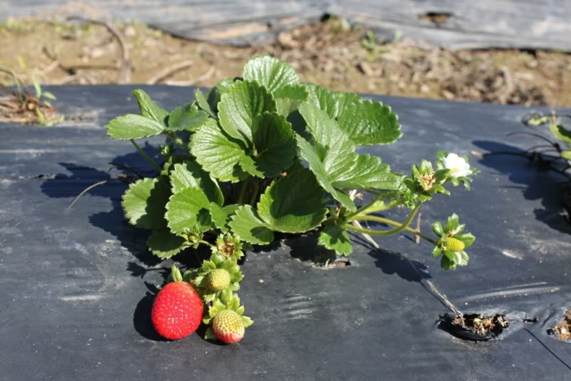 strawberries