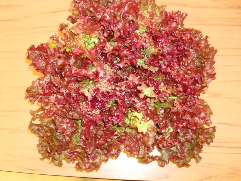 Red Leaf Lettuce