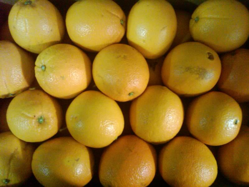 Navel Oranges