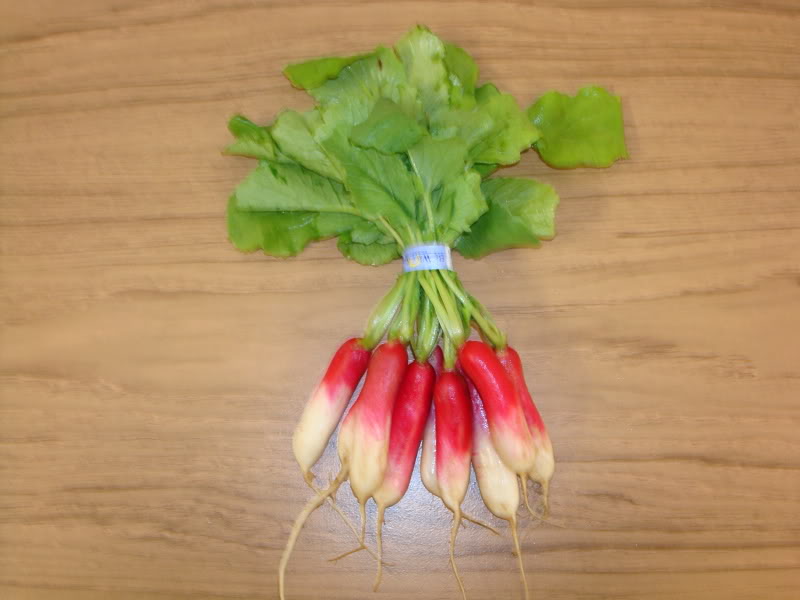 Radish