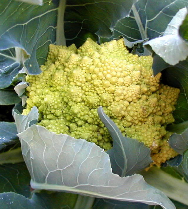 Romanesco Broccoli